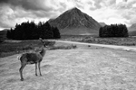 Buachaille Etive Mòr, Glencoe, Highlands