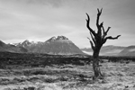 Dead Tree, Rannoch Moor, Glen Coe