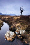 Dead Tree Glencoe